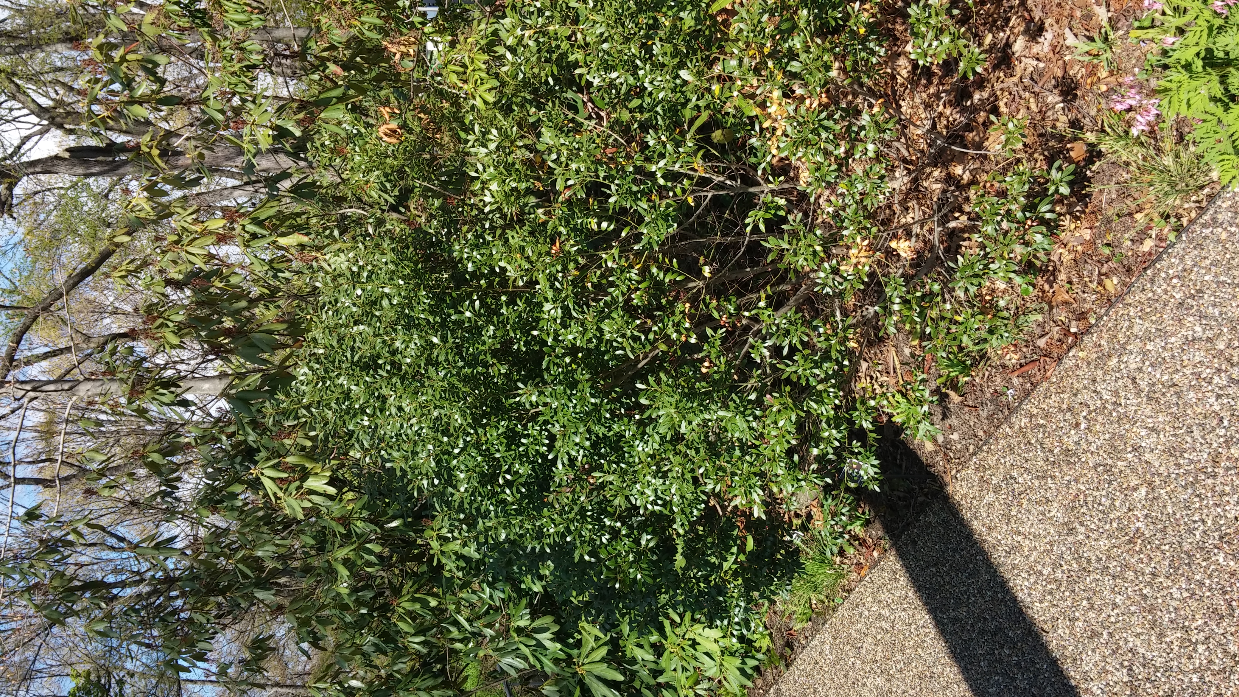 Ilex glabra plantplacesimage20150501_161104.jpg