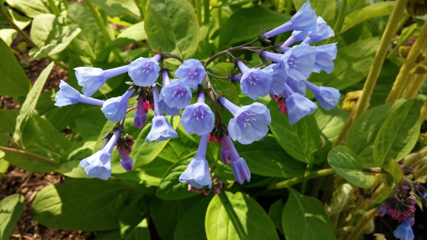 Mertensia virginica plantplacesimage20150501_162822.jpg