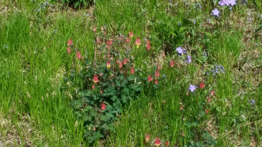 Aquilegia canadensis plantplacesimage20150501_163338.jpg