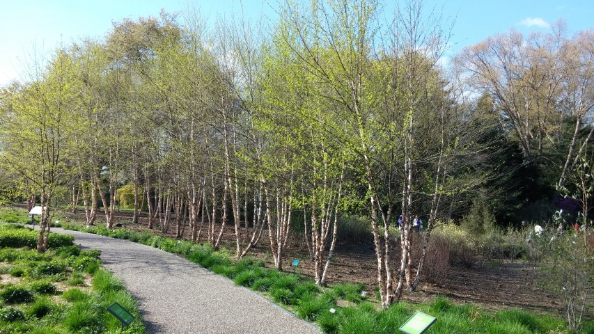 Betula nigra plantplacesimage20150501_164937.jpg