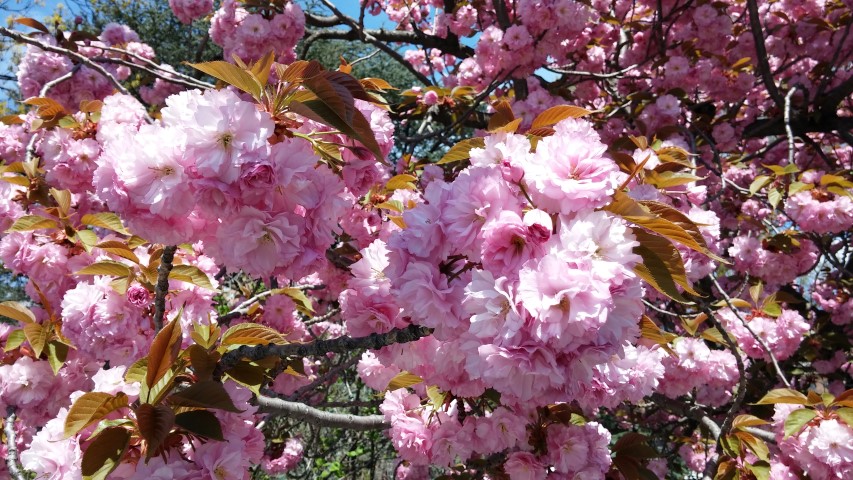 prunus serrulata plantplacesimage20150502_135411.jpg