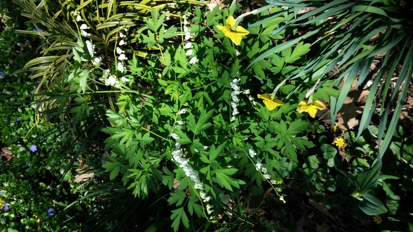 Dicentra eximia plantplacesimage20150502_142303.jpg