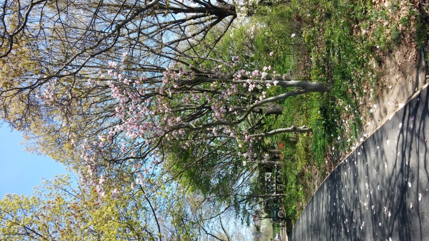 Magnolia x soulangeana plantplacesimage20150502_142844.jpg