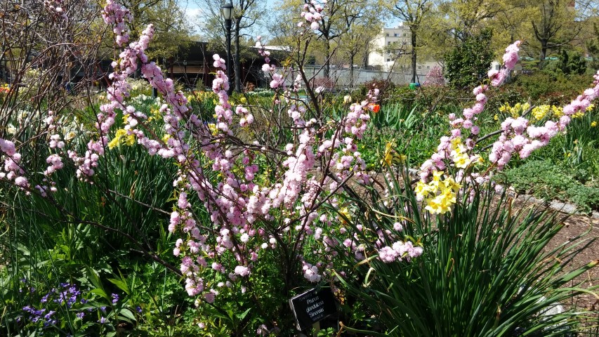 Prunus glandulosa plantplacesimage20150502_144842.jpg