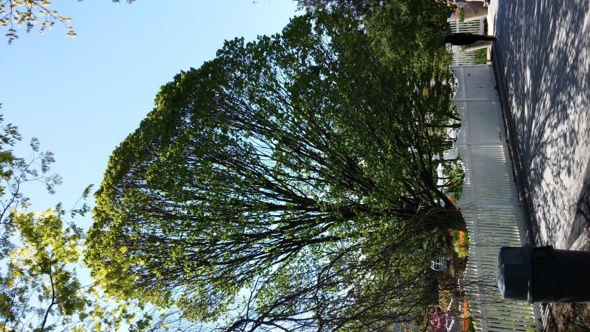 Carpinus betulus plantplacesimage20150502_150852.jpg