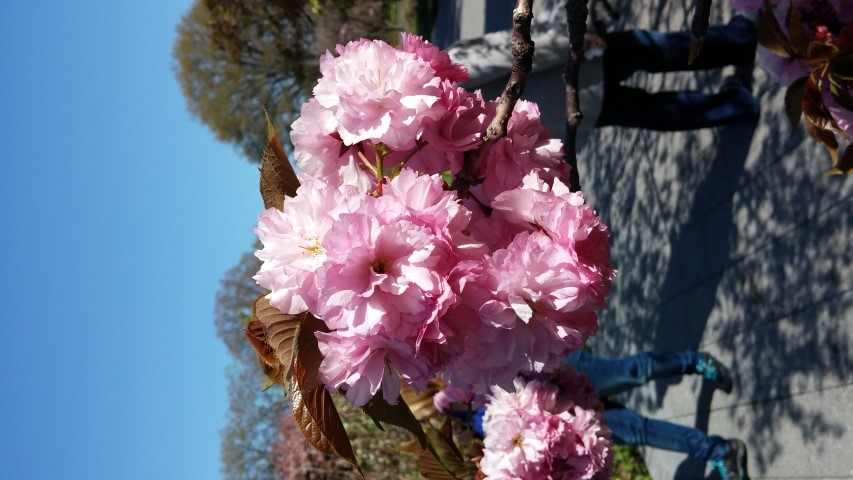Prunus sp. plantplacesimage20150502_155340.jpg