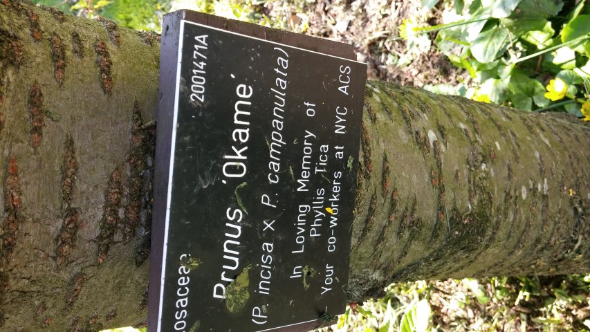 Prunus incisa x campanulata plantplacesimage20150502_155430.jpg