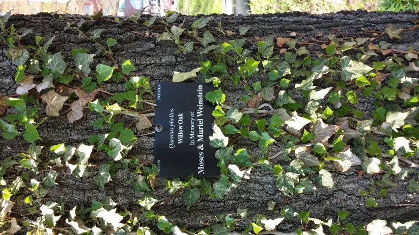 Quercus phellos plantplacesimage20150502_160912.jpg