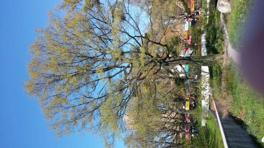 Quercus phellos plantplacesimage20150502_160922.jpg