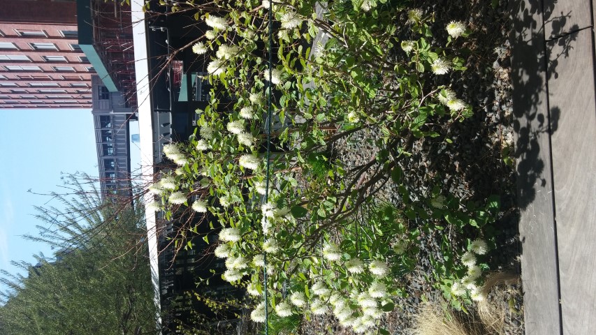 Fothergilla gardenii plantplacesimage20150503_113047.jpg