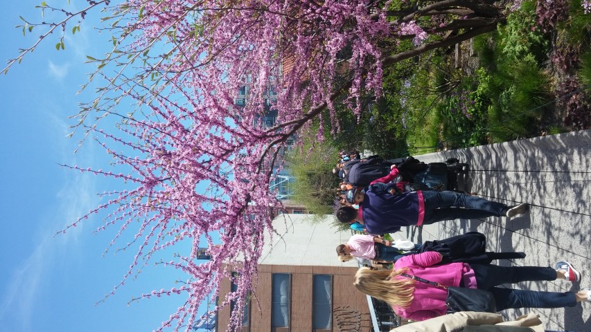 Cercis canadensis plantplacesimage20150503_113931.jpg