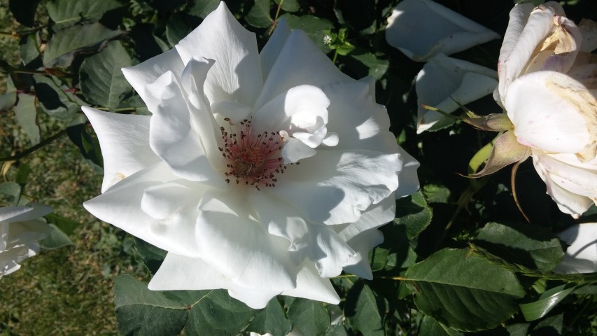 Rosa spp plantplacesimage20150509_120910.jpg