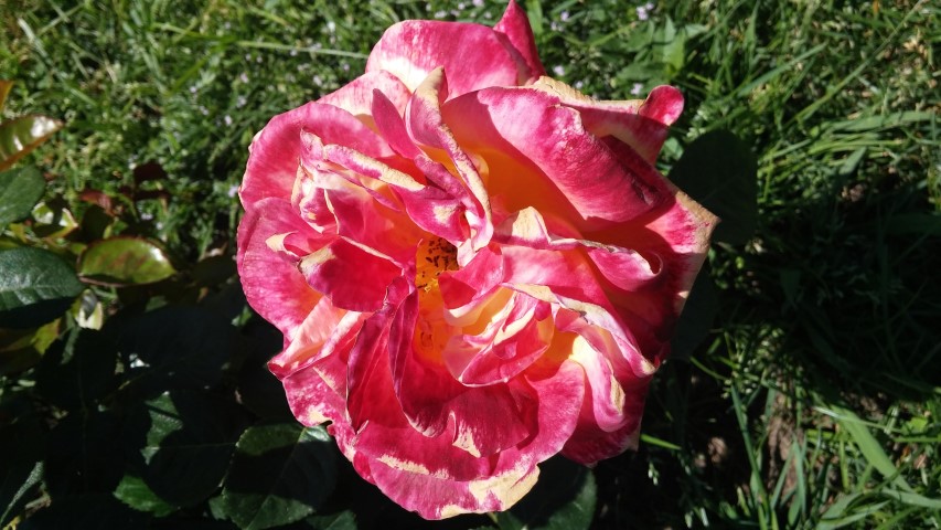 Rosa spp plantplacesimage20150509_121017.jpg