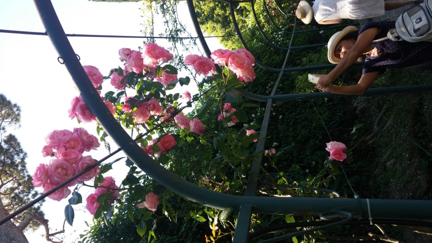 Rosa spp plantplacesimage20150509_124219.jpg