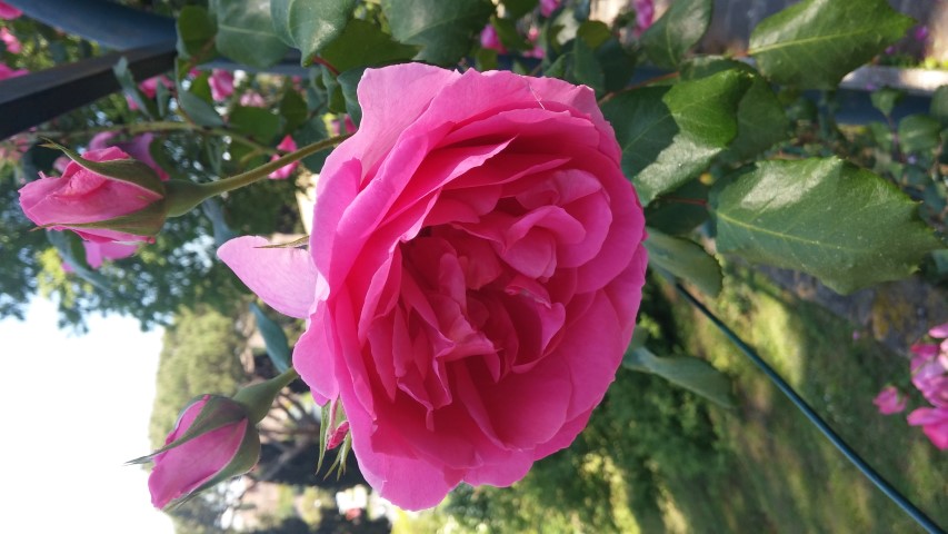 Rosa spp plantplacesimage20150509_124437.jpg