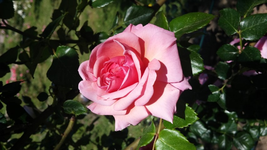 Rosa spp plantplacesimage20150509_125324.jpg