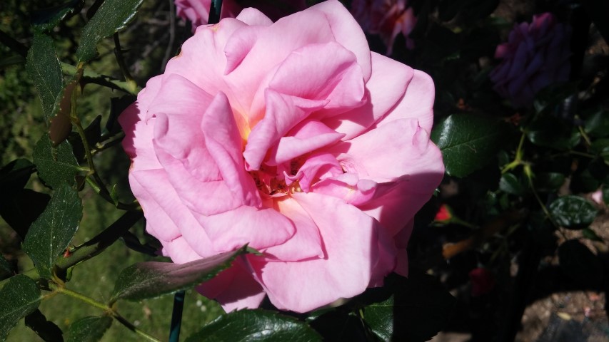 Rosa spp plantplacesimage20150509_125344.jpg