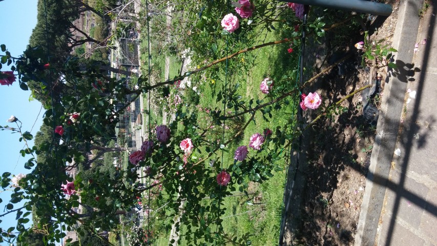 Rosa spp plantplacesimage20150509_125354.jpg