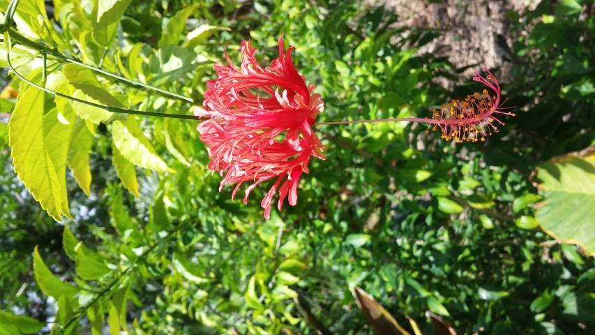 Picture of Hibiscus schizopetalus Coral hibiscus