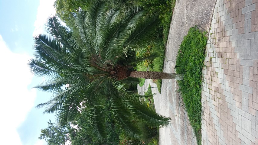 Phoenix rupicola plantplacesimage20150531_150248.jpg