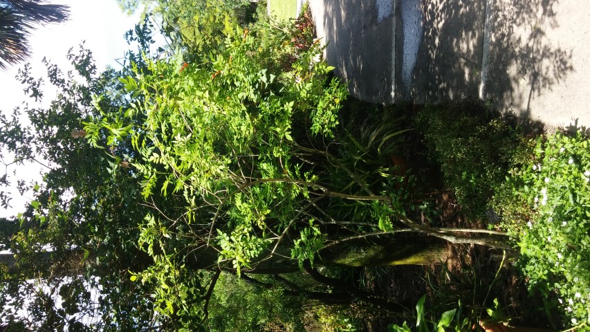 Tecoma fulva plantplacesimage20150531_154054.jpg