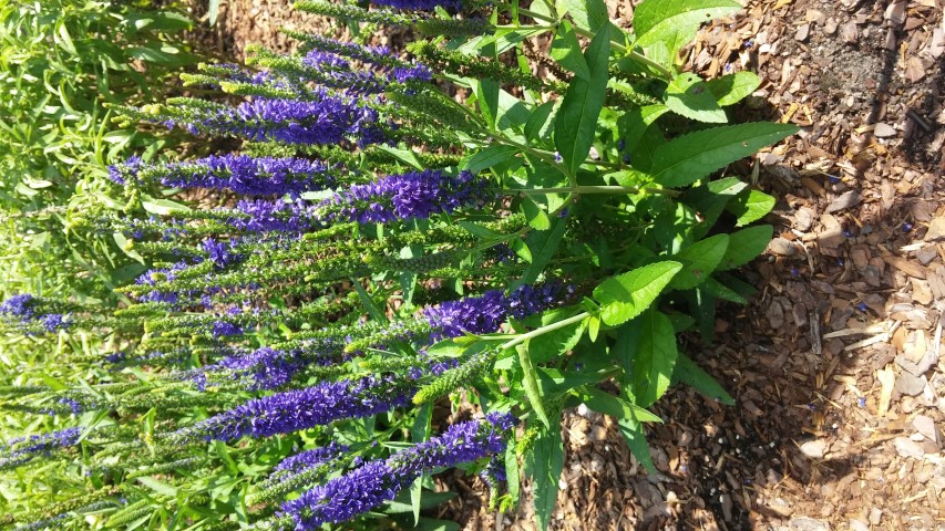Picture of Veronica spicata Vernique Blue Speedwell