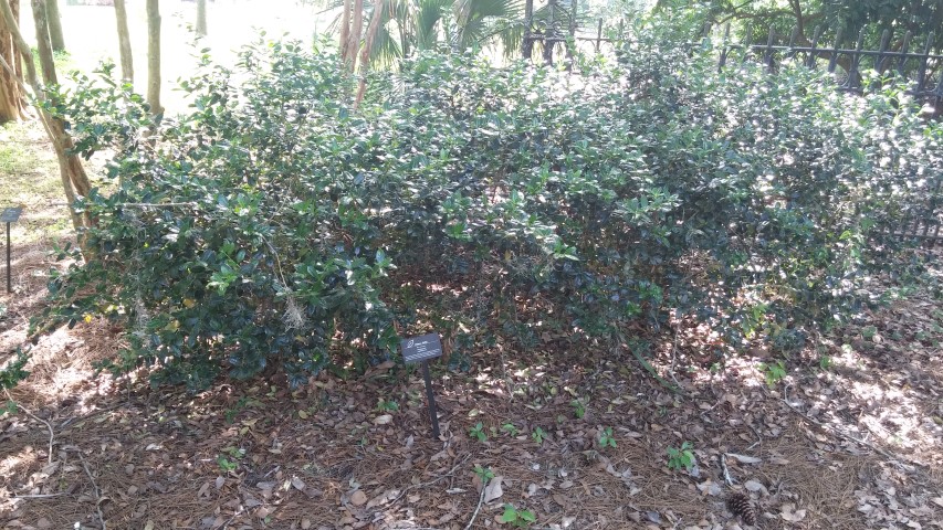Ilex cornuta plantplacesimage20150531_161004.jpg