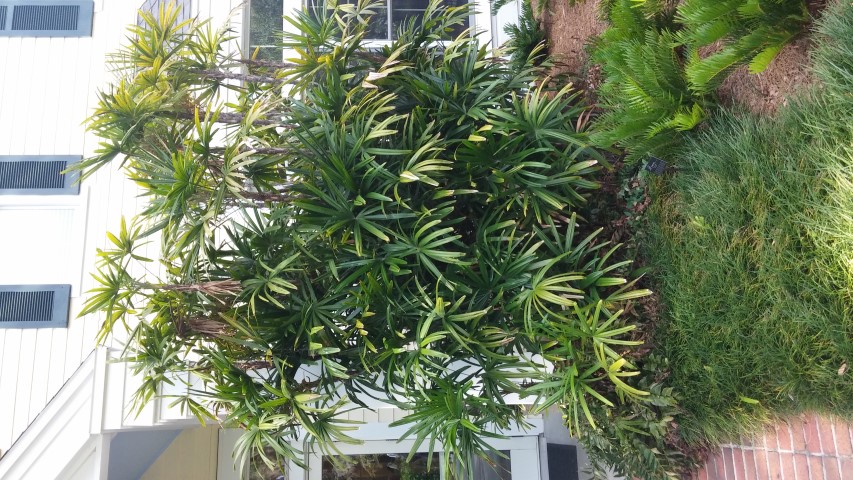 Rhapis excelsa plantplacesimage20150531_165544.jpg