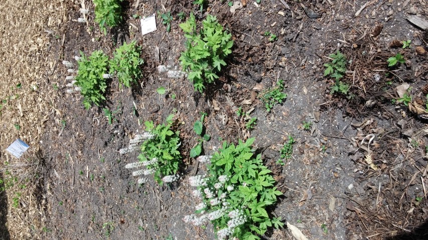 Tiarella wherryi plantplacesimage20150605_114147.jpg