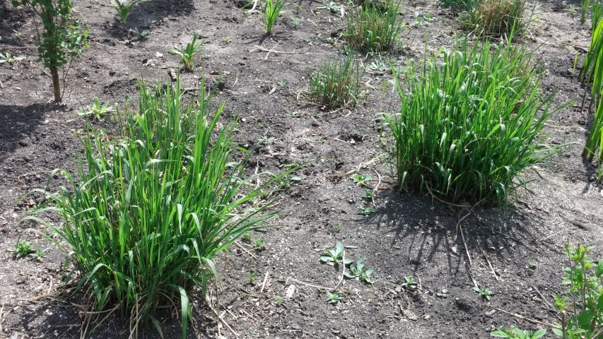 Miscanthus sin purpurascens plantplacesimage20150605_114708.jpg