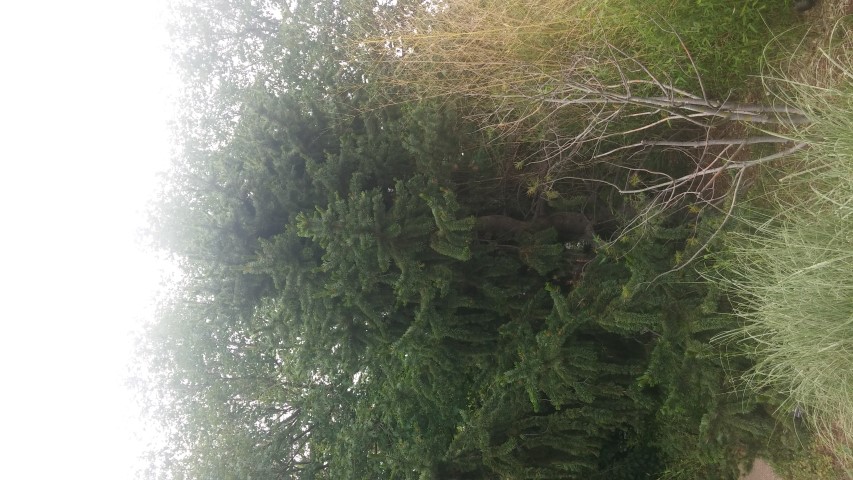 Pinus aristata plantplacesimage20150628_153832.jpg