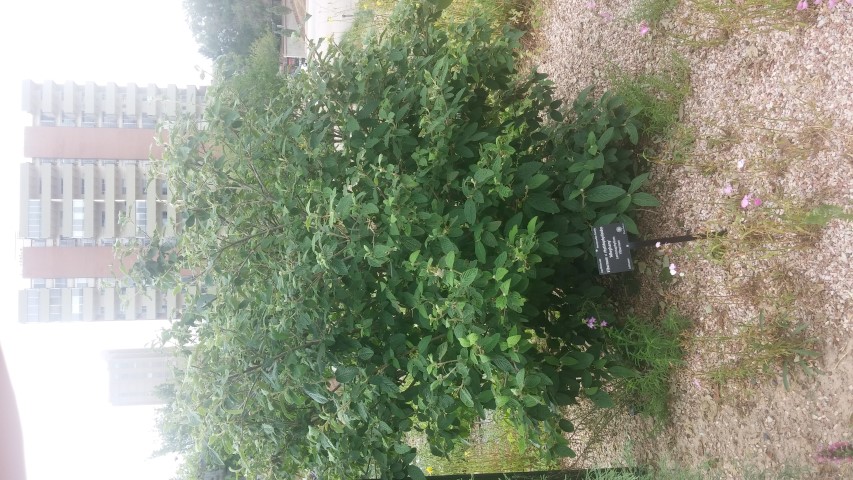 Viburnum x rhytidophylloides plantplacesimage20150628_162722.jpg