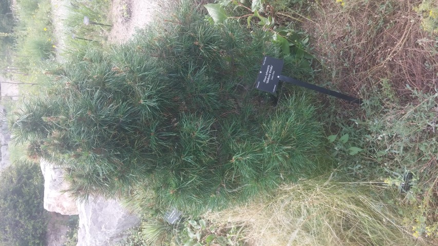 Pinus sylvestris plantplacesimage20150628_164125.jpg