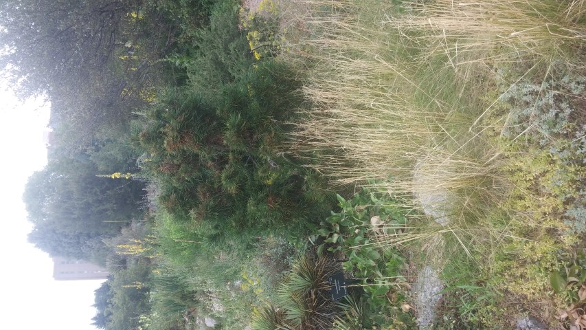 Pinus sylvestris plantplacesimage20150628_164135.jpg