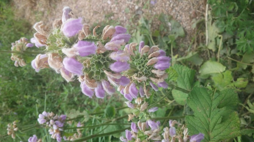 Phlomis samia plantplacesimage20150628_164341.jpg