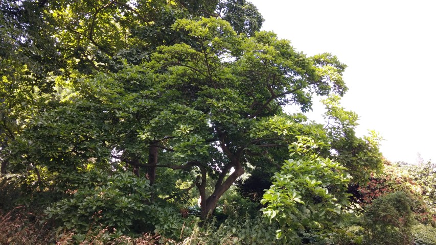 Magnolia denudata plantplacesimage20150704_150038.jpg