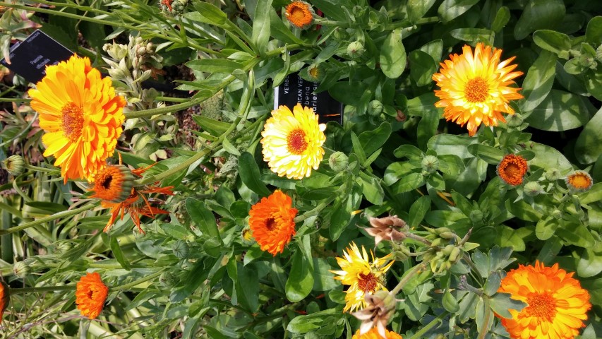 Verbena bonariensis plantplacesimage20150704_150538.jpg