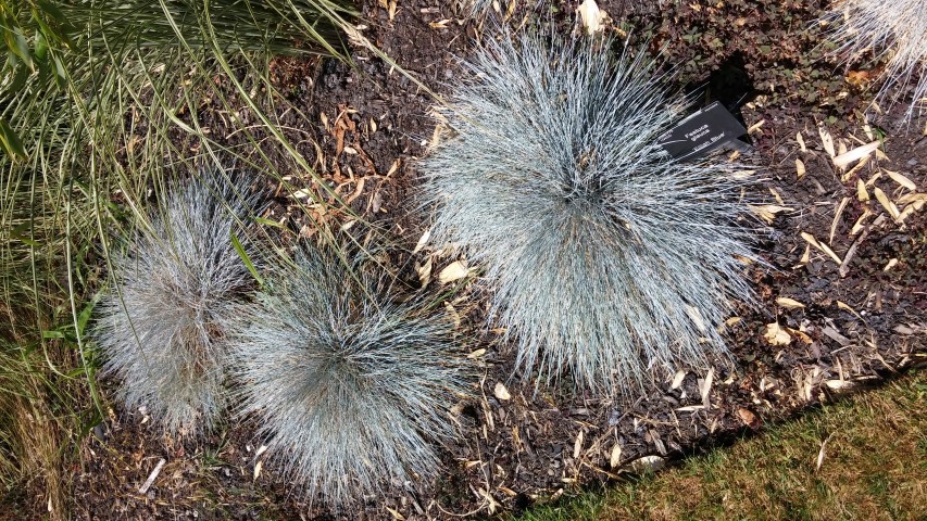 Festuca glauca plantplacesimage20150704_151347.jpg