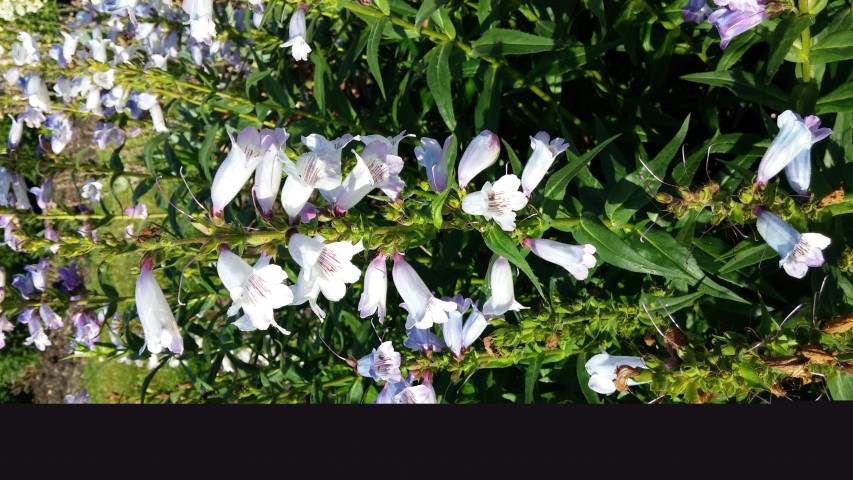 Penstemon spp plantplacesimage20150704_164606.jpg