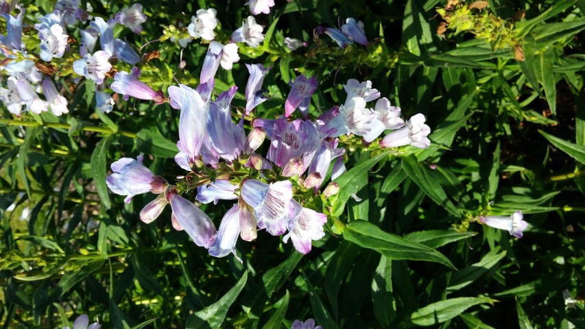 Penstemon spp plantplacesimage20150704_164625.jpg