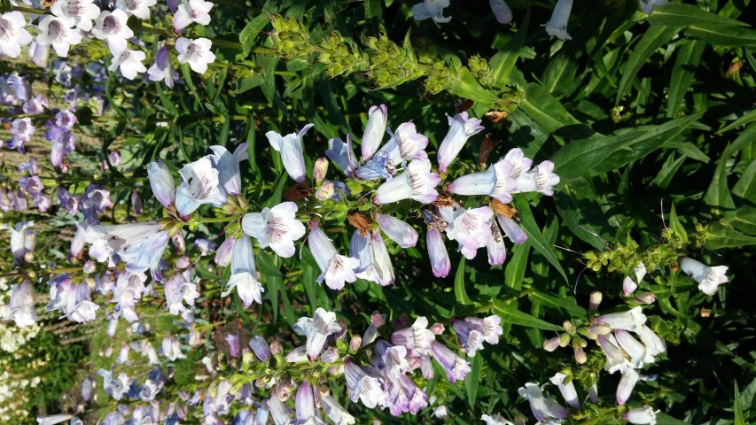 Penstemon spp plantplacesimage20150704_164641.jpg