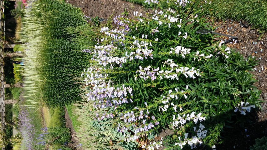 Penstemon spp plantplacesimage20150704_164655.jpg