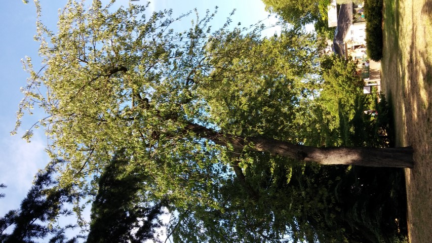 Prunus avium plantplacesimage20150704_171638.jpg