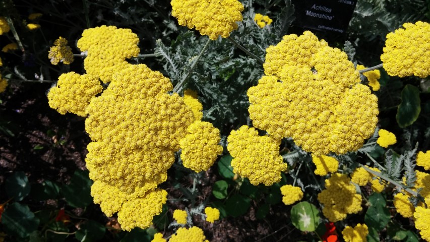 Achillea  plantplacesimage20150705_121115.jpg