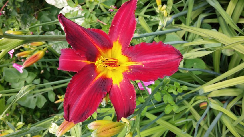 Hemerocallis Stafford plantplacesimage20150705_121729.jpg