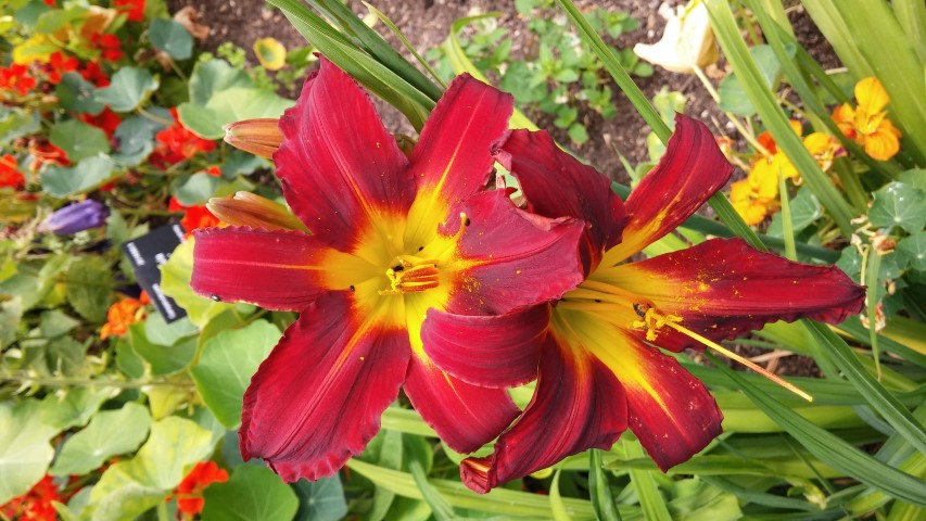 Hemerocallis Stafford plantplacesimage20150705_121738.jpg