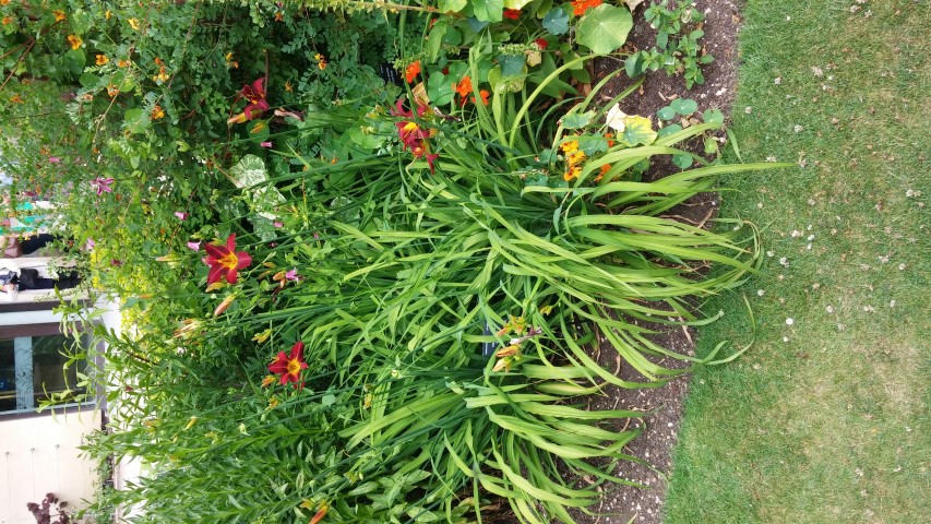 Hemerocallis Stafford plantplacesimage20150705_121747.jpg