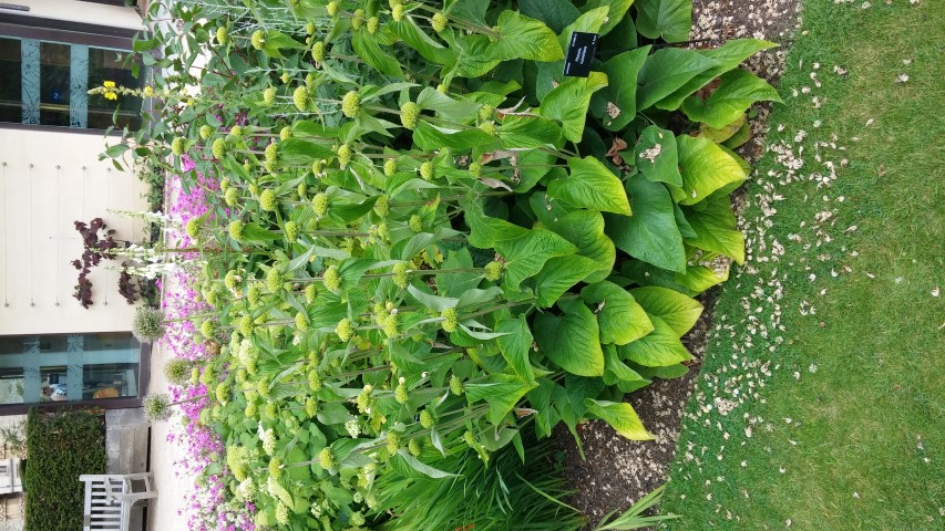 Phlomis russeliana plantplacesimage20150705_121840.jpg