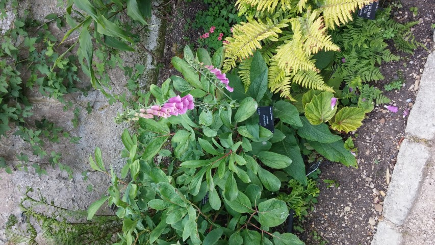 Galanthus elwesii plantplacesimage20150705_125158.jpg
