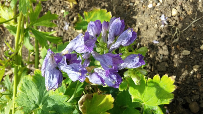Delphinium brunonianum plantplacesimage20150705_125405.jpg